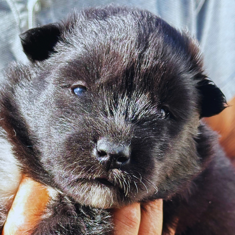 HUSKY SIBERIANO 🚹MOSTLY BLACK