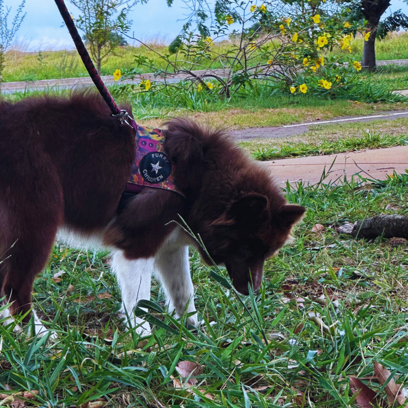 Husky Siberiano 🚺 Mostly Red🇺🇲🇧🇷