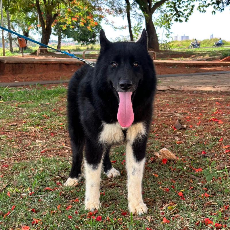 HUSKY SIBERIANO🚹 mostly black 🇧🇷🇺🇲