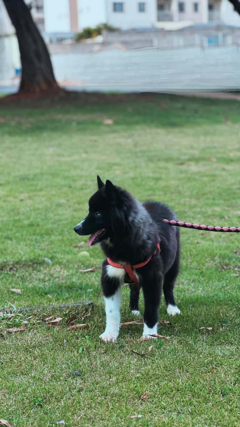 HUSKY SIBERIANO🚹 MOSTLY BLACK 🇧🇷🇺🇲