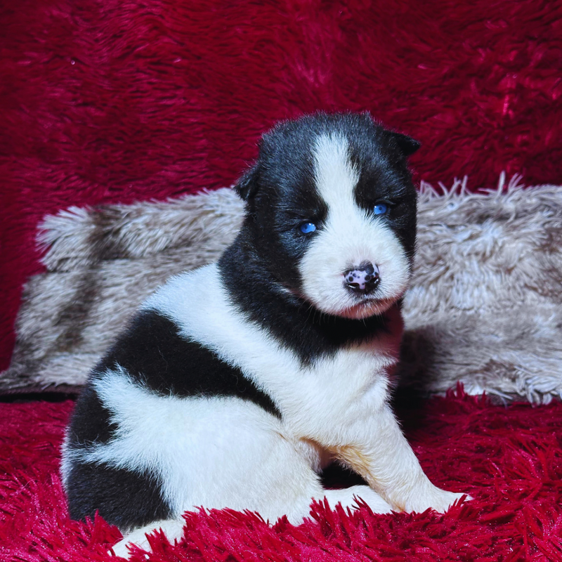 HUSKY SIBERIANO🚹 PIEBALD WOOLLY