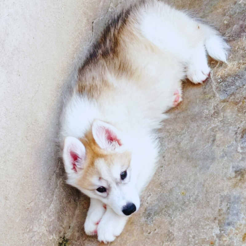 Husky Siberiano🚹 🇺🇲🇧🇷