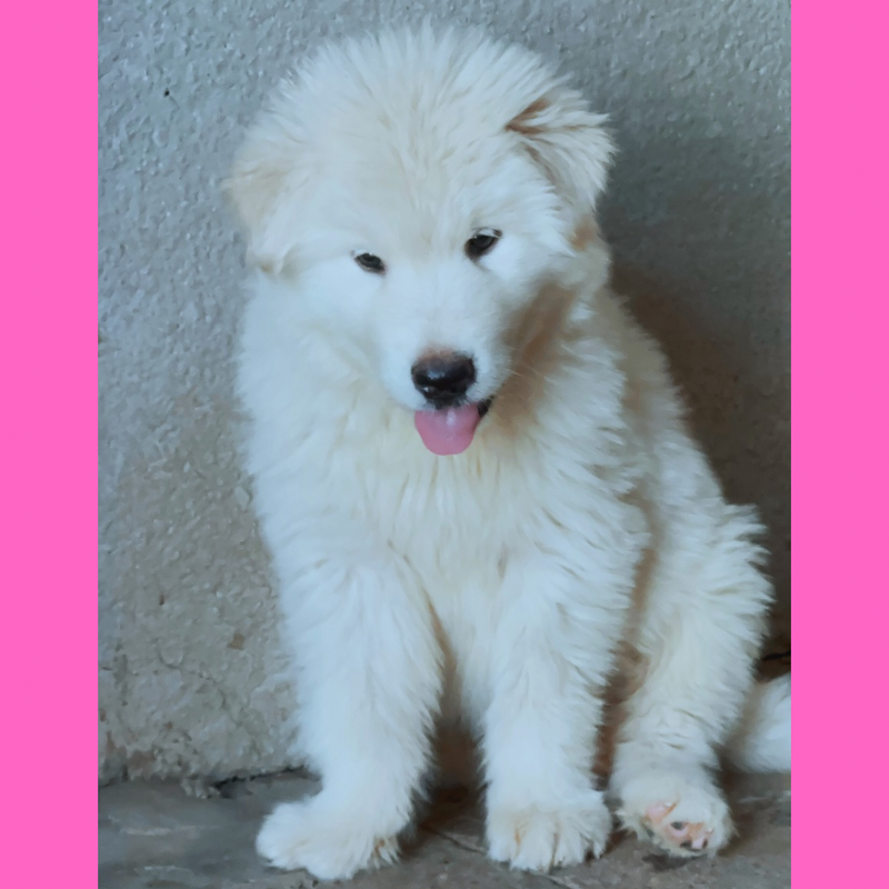 MALAMUTE DO ALASKA🚺 GIGANTE🇵🇭🇺🇲🇧🇷