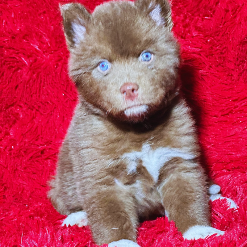 Husky Siberiano 🚺 MOSTLY RED🇺🇲🇧🇷