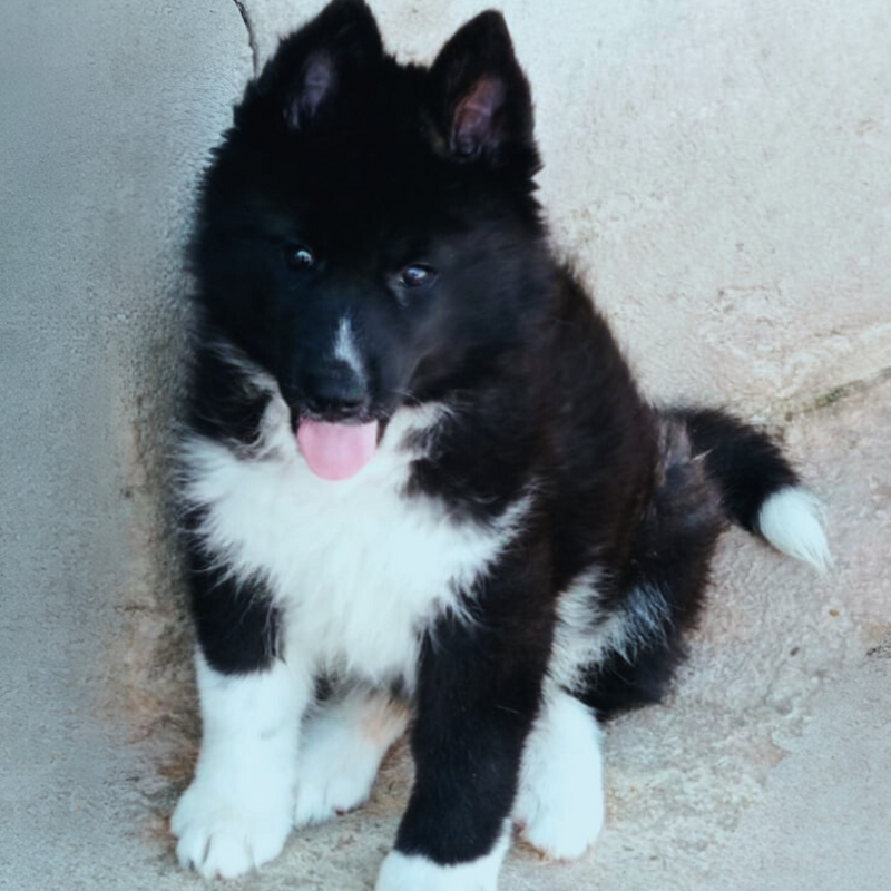 HUSKY SIBERIANO 🚹MOSTLY BLACK