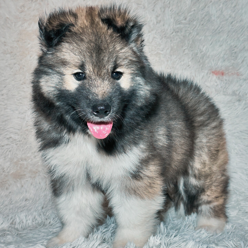 Husky Siberino🚹 Agout 🇺🇲🇧🇷