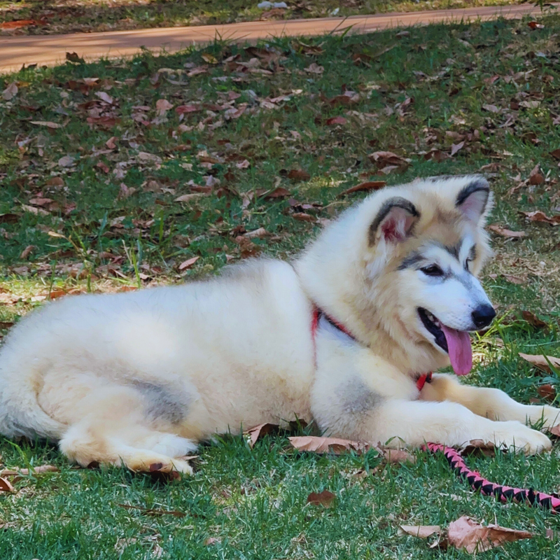 Malamute do Alaska🚺 Linhagem Gigante 🇧🇷