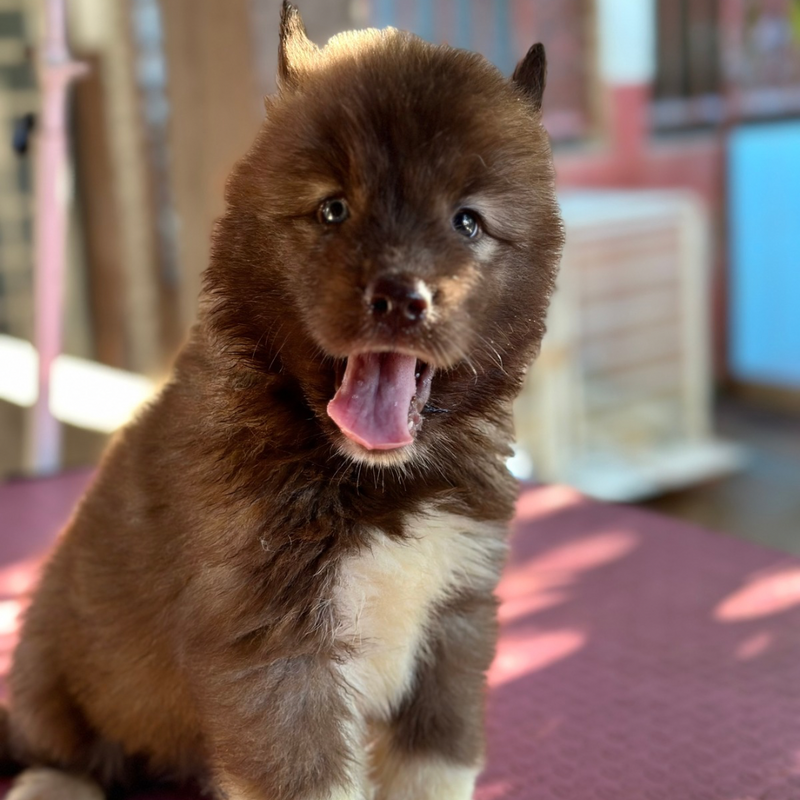 Husky Siberiano🚹 Agout Red🇺🇲🇧🇷