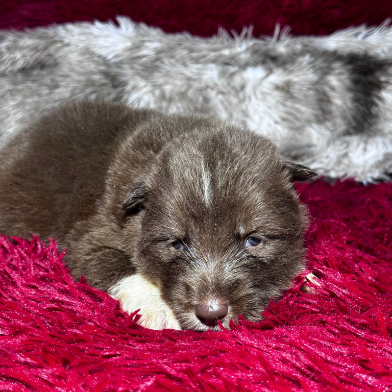 HUSKY SIBERIANO 🚹 MOSTLY RED