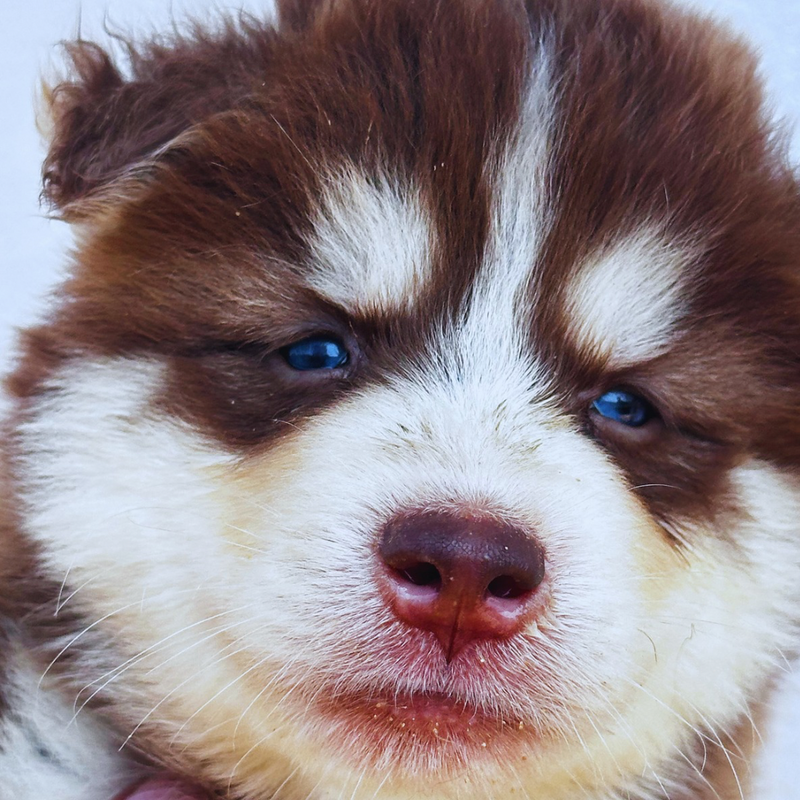 HUSKY SIBERIANO🚹 🇺🇲🇧🇷