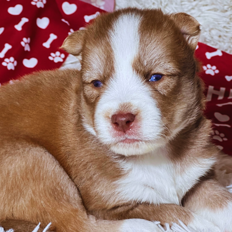 HUSKY SIBERIANO🚹