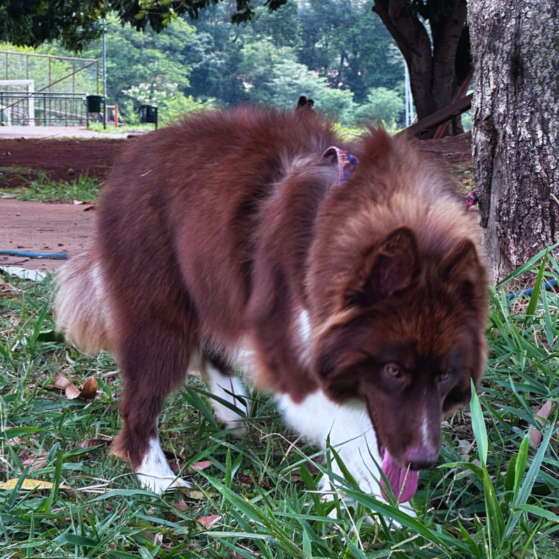 Husky Siberiano 🚺 Mostly Red🇺🇲🇧🇷