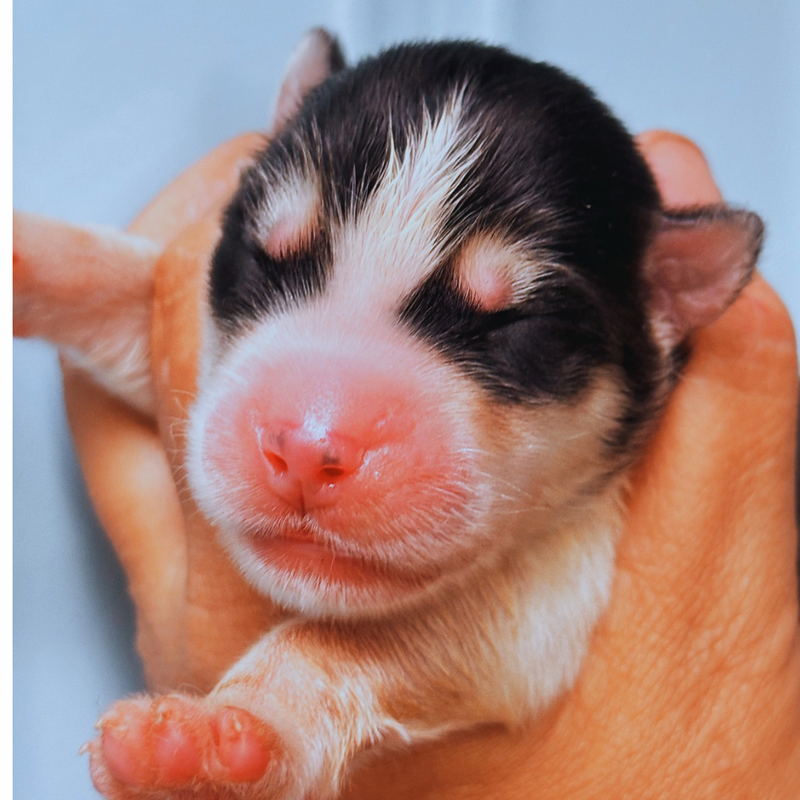 HUSKY SIBERIANO🚹 🇺🇲🇧🇷