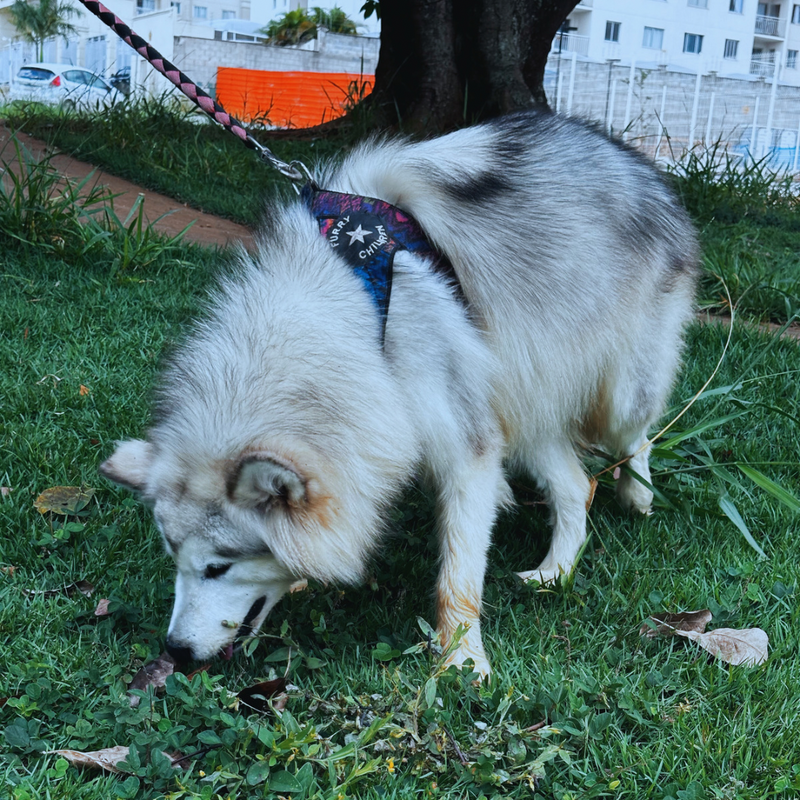 Malamute do Alaska🚺 linhagem gigante 🇵🇭🇺🇲🇧🇷