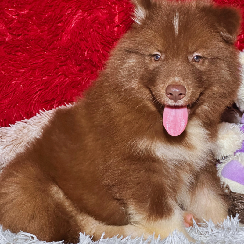 HUSKY SIBERIANO 🚹 MOSTLY RED