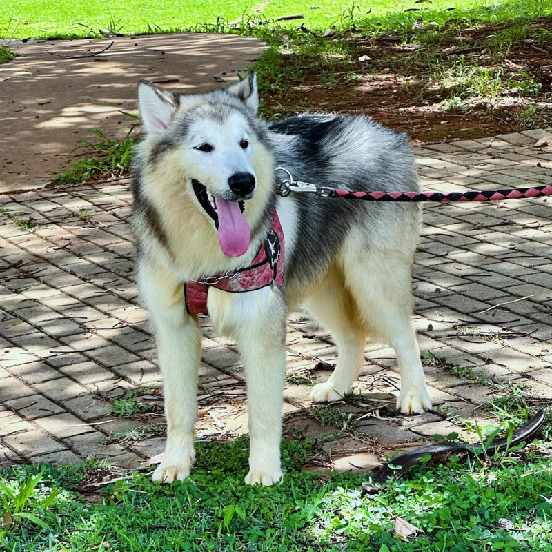 Malamute do Alaska🚺 linhagem gigante 🇵🇭🇺🇲🇧🇷