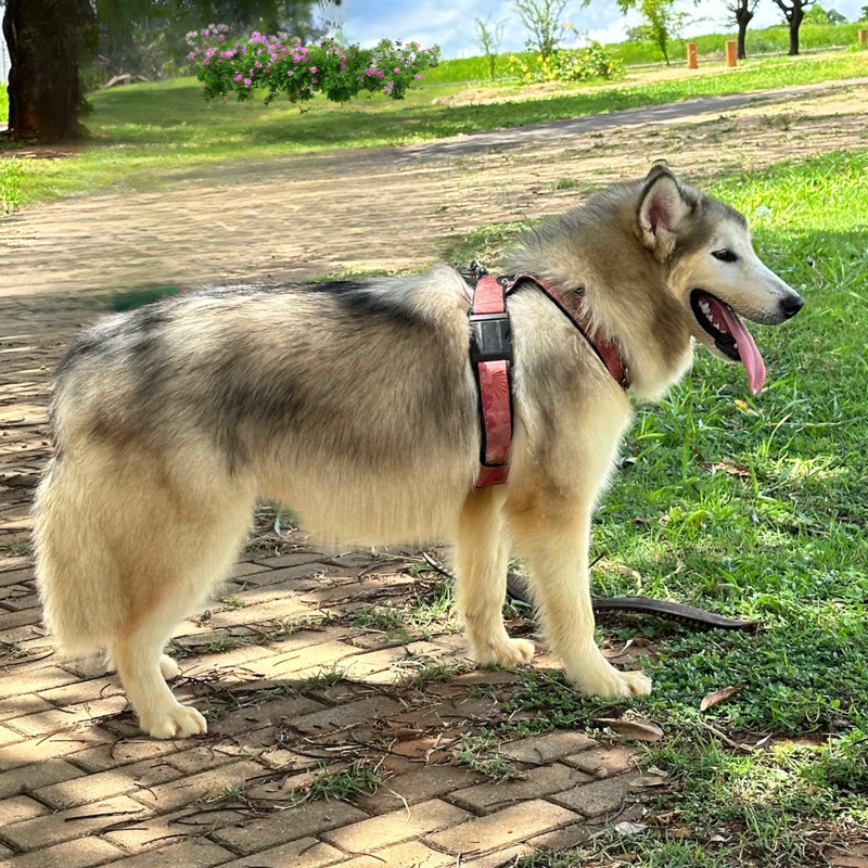 Malamute do Alaska🚺 linhagem gigante 🇵🇭🇺🇲🇧🇷