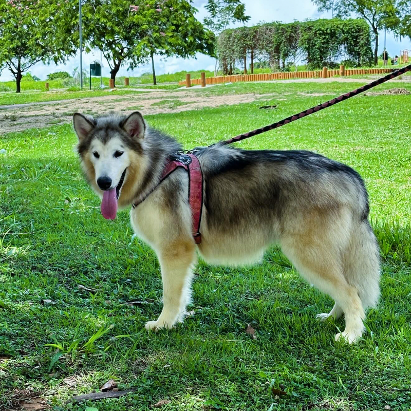 Malamute do Alaska🚺 linhagem gigante 🇵🇭🇺🇲🇧🇷