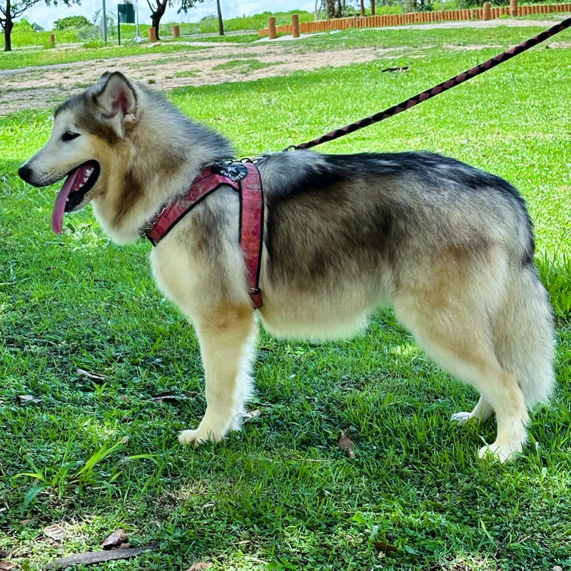 Malamute do Alaska🚺 linhagem gigante 🇵🇭🇺🇲🇧🇷