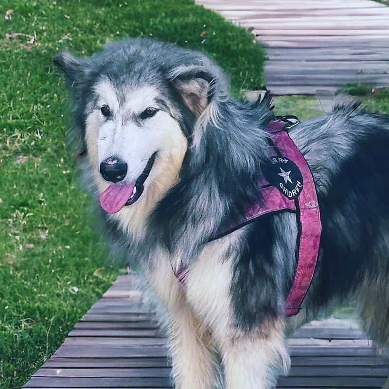 Malamute do Alaska🚺 linhagem gigante 🇵🇭🇺🇲🇧🇷o