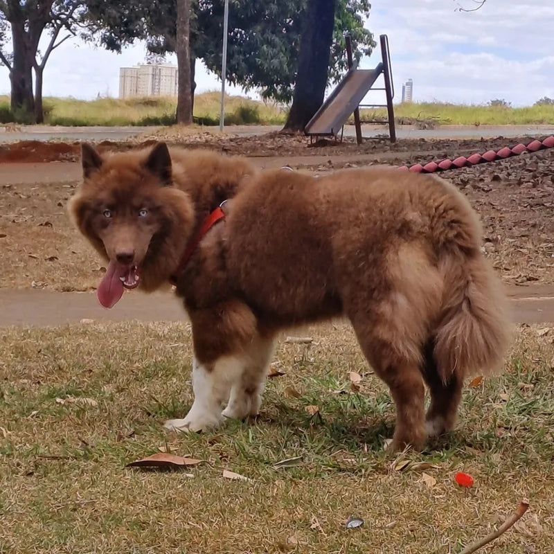 HUSKY SIBERIANO♂️ MOSTLY RED🇺🇲🇧🇷