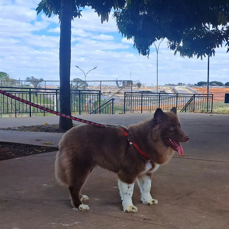 HUSKY SIBERIANO♂️ MOSTLY RED🇺🇲🇧🇷