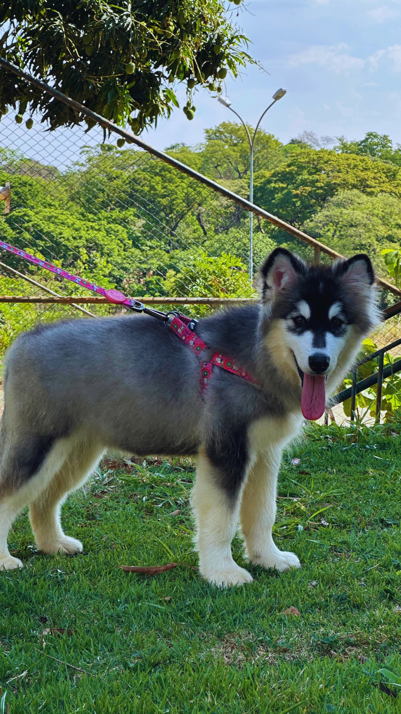 Malamute do Alaska♀️ Porte Grande🇧🇾🇷🇺🇧🇷