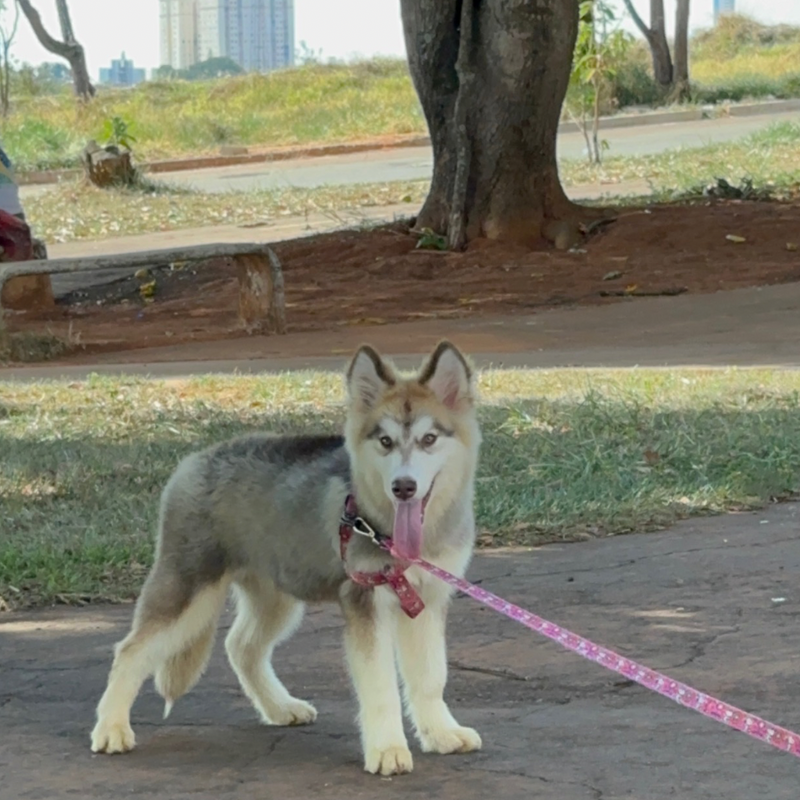 Malamute do Alaska🚺 Linhagem Gigante 🇵🇭🇺🇲🇧🇷