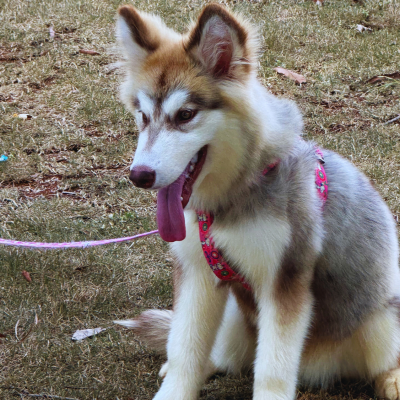 Malamute do Alaska🚺 Linhagem Gigante 🇵🇭🇺🇲🇧🇷