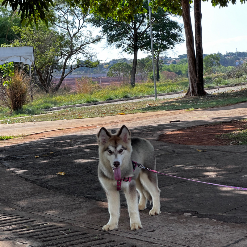 Malamute do Alaska🚺 Linhagem Gigante 🇵🇭🇺🇲🇧🇷