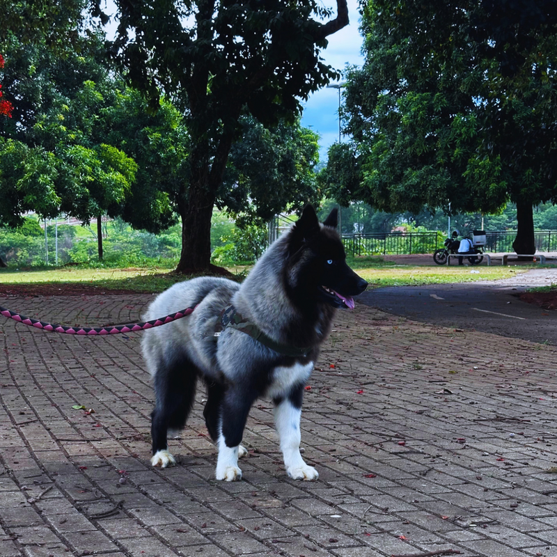 HUSKY SIBERIANO♂️ MOSTLY BLACK