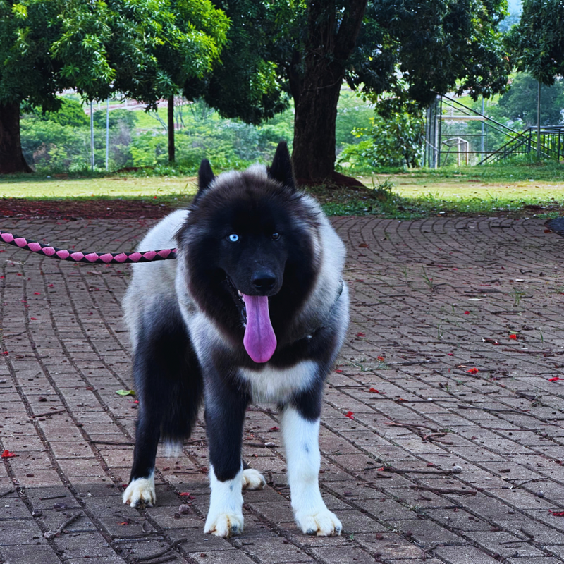 HUSKY SIBERIANO♂️ MOSTLY BLACK