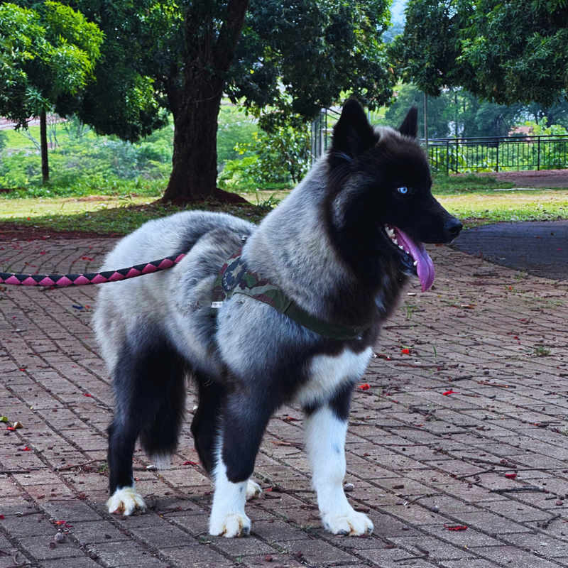 HUSKY SIBERIANO♂️ MOSTLY BLACK