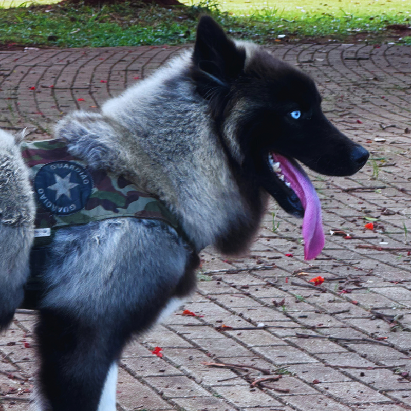 HUSKY SIBERIANO♂️ MOSTLY BLACK