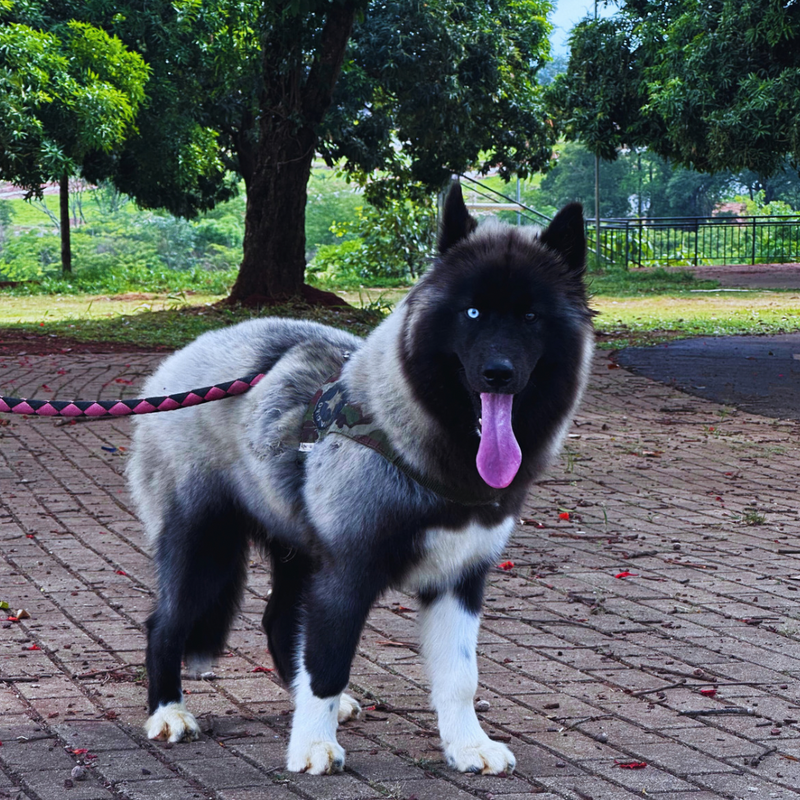 HUSKY SIBERIANO♂️ MOSTLY BLACK