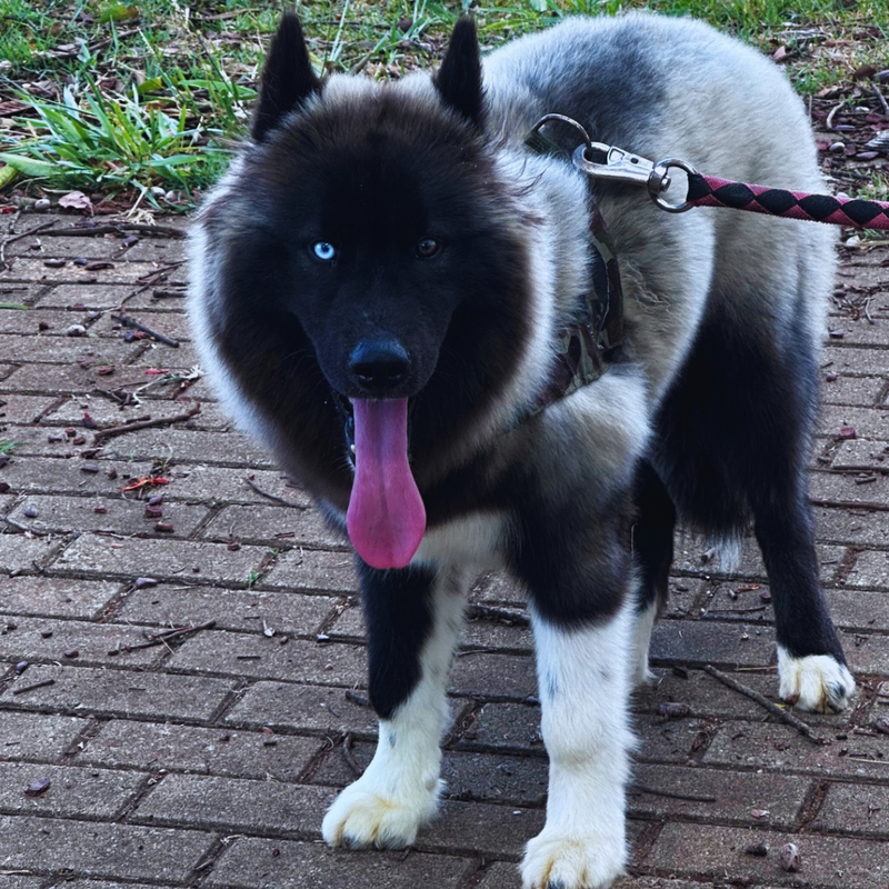 HUSKY SIBERIANO♂️ MOSTLY BLACK