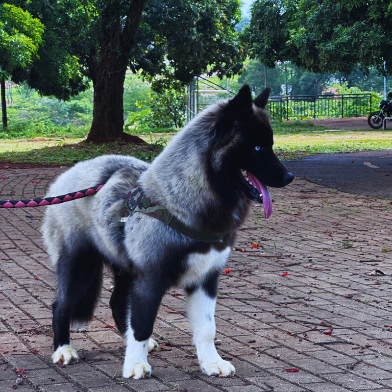 HUSKY SIBERIANO♂️ MOSTLY BLACK