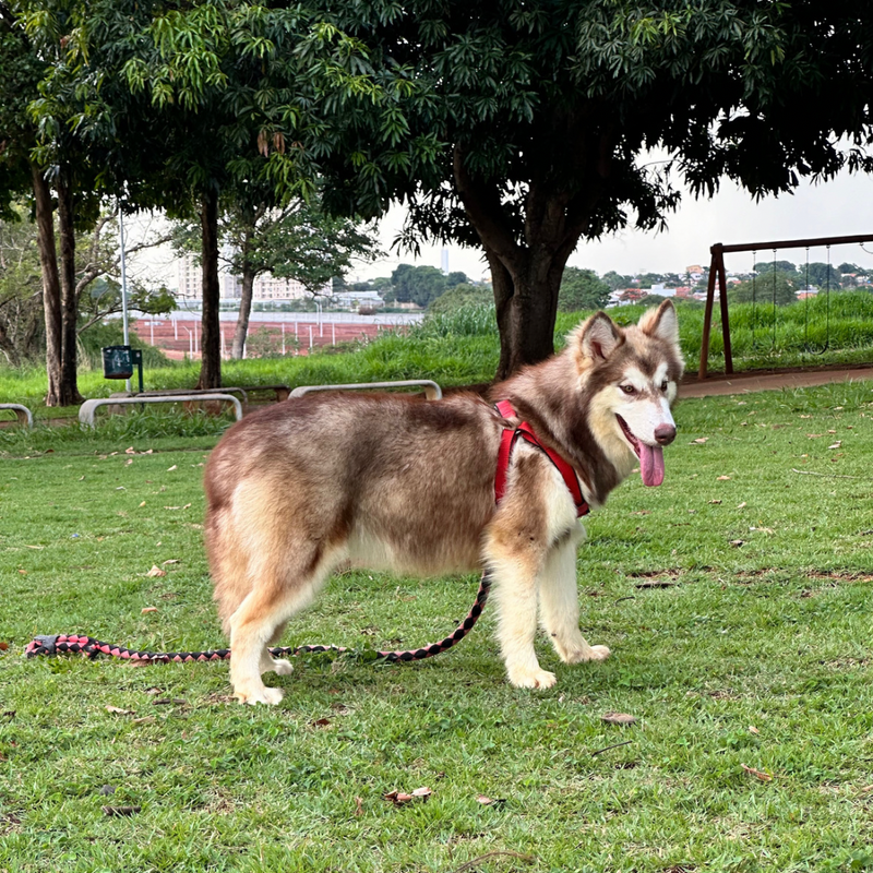 Malamute do Alaska🚺 Linhagem Gigante 🇵🇭🇺🇲🇧🇷