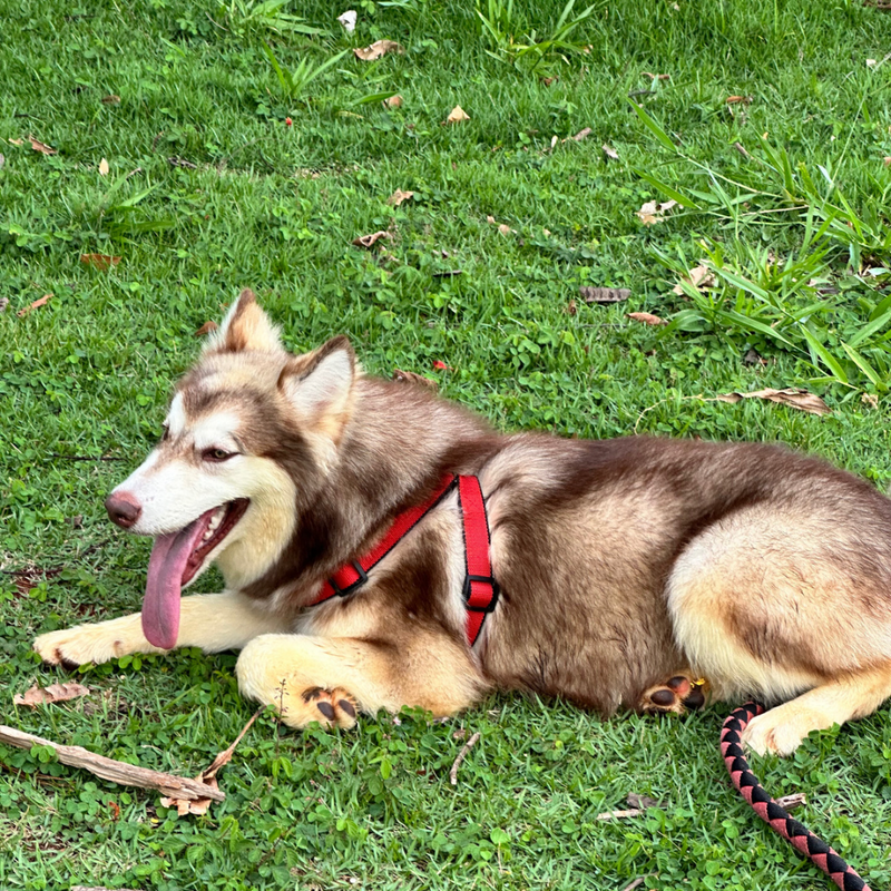 Malamute do Alaska🚺 Linhagem Gigante 🇵🇭🇺🇲🇧🇷