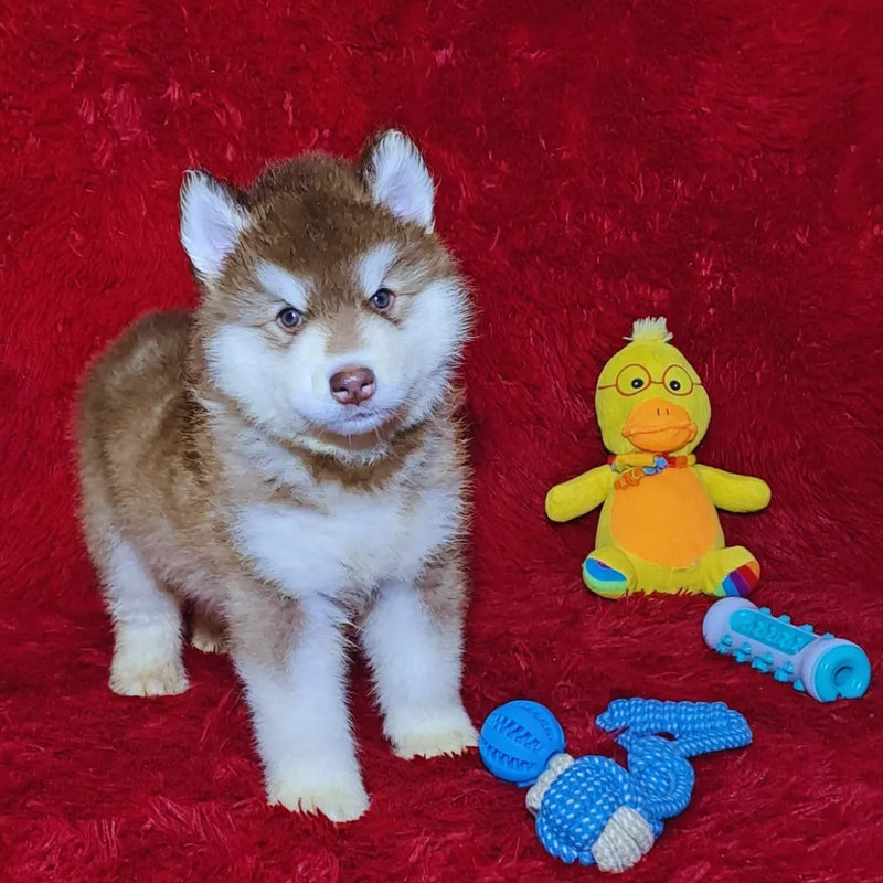 MALAMUTE DO ALASKA♂️ LINHAGEM GIGANTE