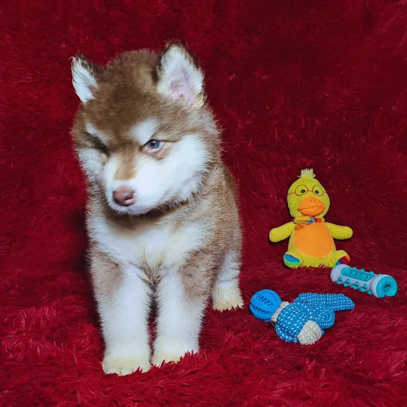 MALAMUTE DO ALASKA♂️ LINHAGEM GIGANTE