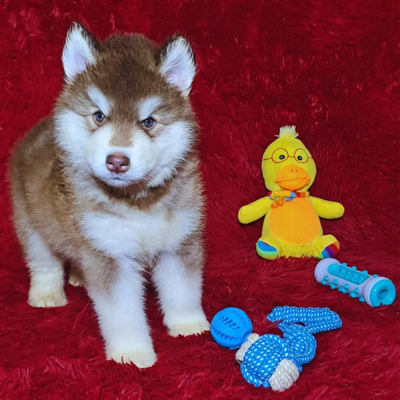 MALAMUTE DO ALASKA♂️ LINHAGEM GIGANTE