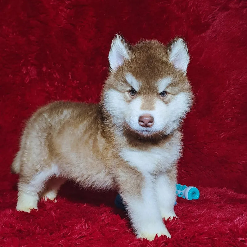 MALAMUTE DO ALASKA♂️ LINHAGEM GIGANTE