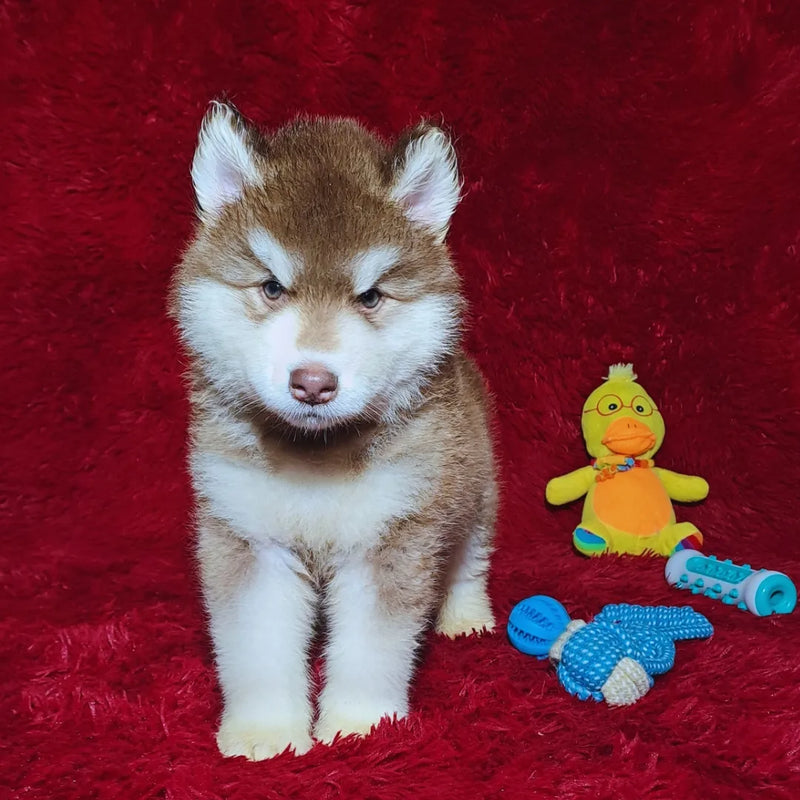 MALAMUTE DO ALASKA♂️ LINHAGEM GIGANTE