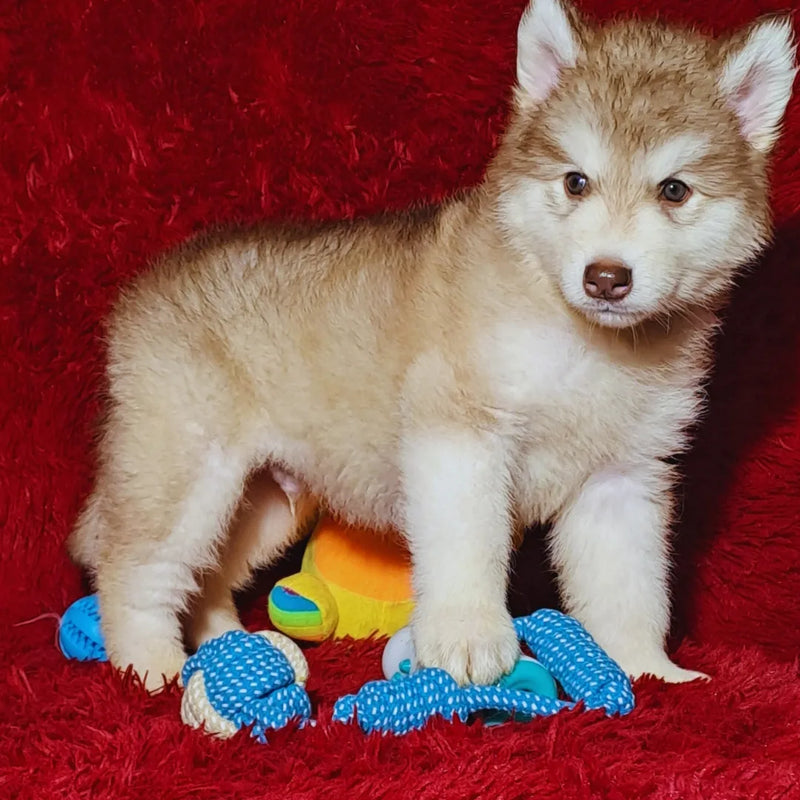 MALAMUTE DO ALASKA🚹LINHAGEM GIGANTE 🇵🇭🇺🇲🇧🇷