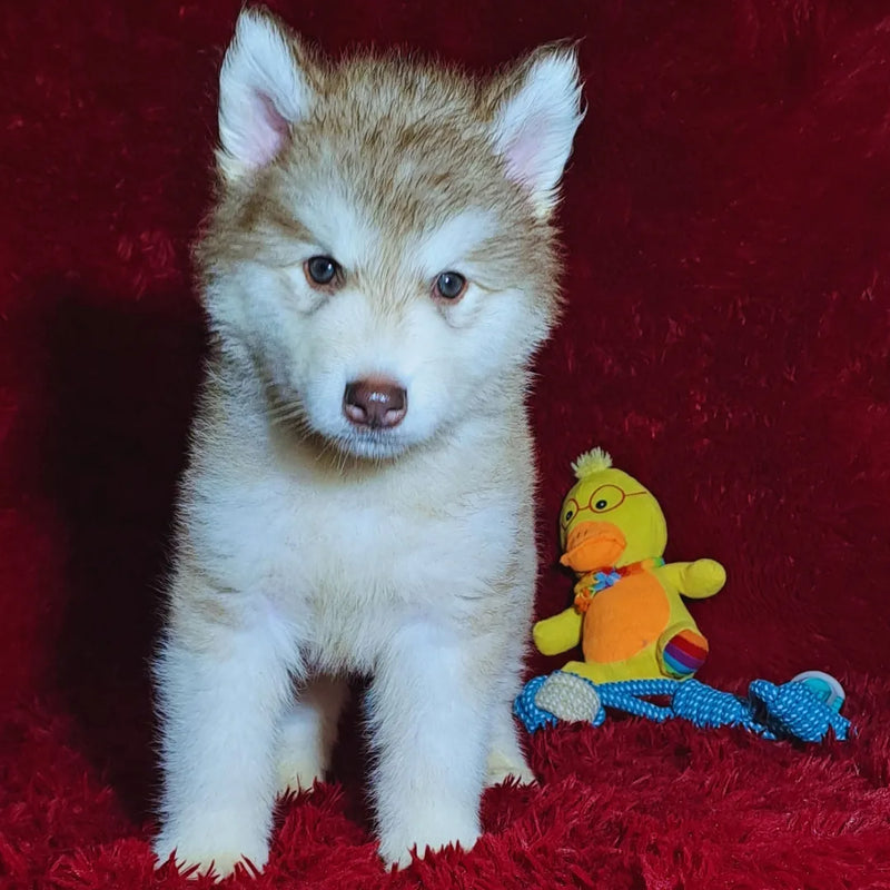 MALAMUTE DO ALASKA🚹LINHAGEM GIGANTE 🇵🇭🇺🇲🇧🇷