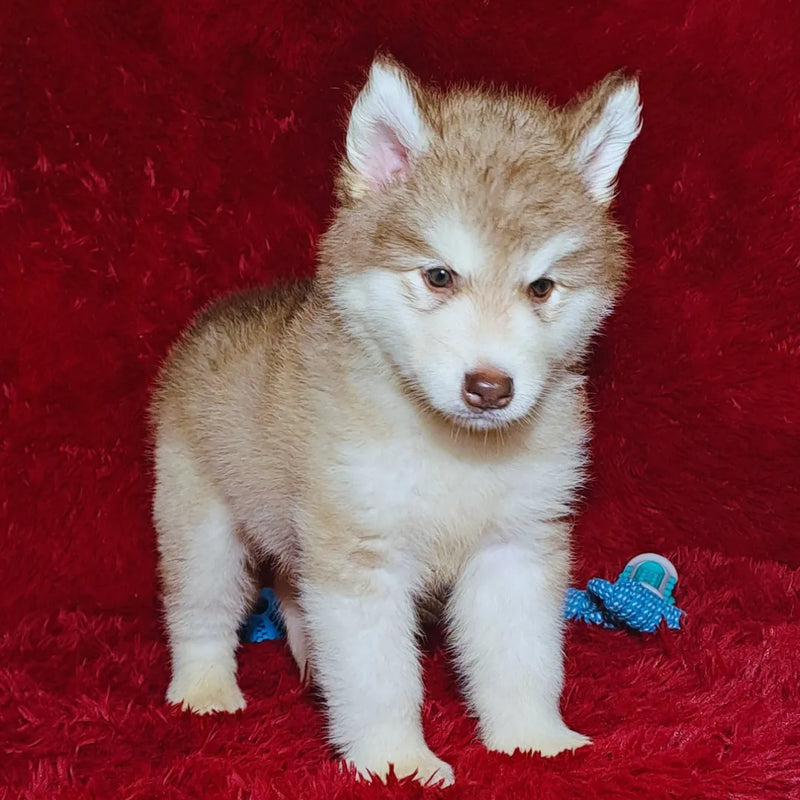 MALAMUTE DO ALASKA🚹LINHAGEM GIGANTE 🇵🇭🇺🇲🇧🇷