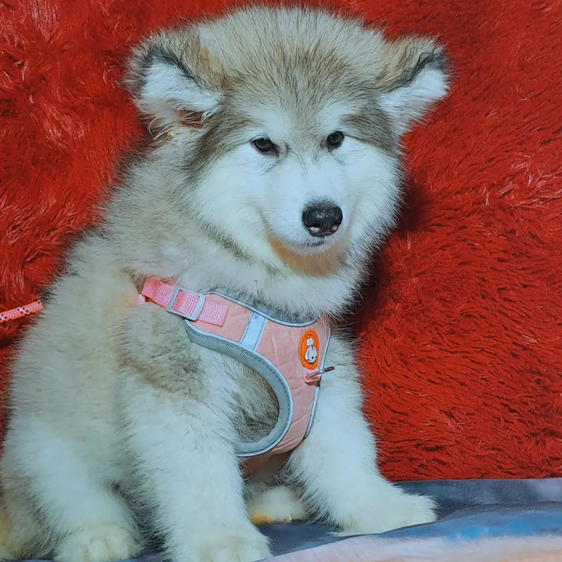 Malamute do Alaska🚺 Linhagem Gigante 🇧🇷