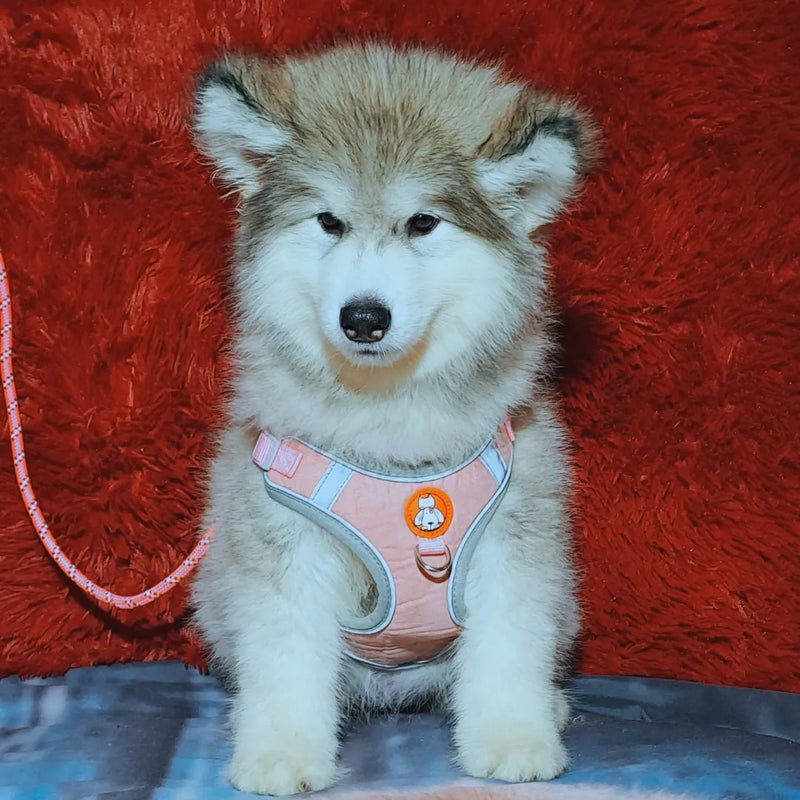 Malamute do Alaska🚺 Linhagem Gigante 🇧🇷