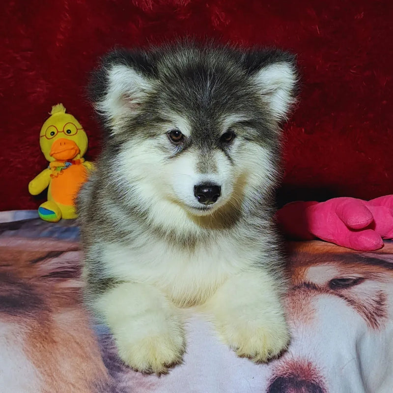 Malamute do Alaska♀️ Porte Grande🇧🇾🇷🇺🇧🇷